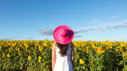 Woman in sunflowers field, Provence, France - stock photo