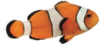 Pet Fish - Clown Fish