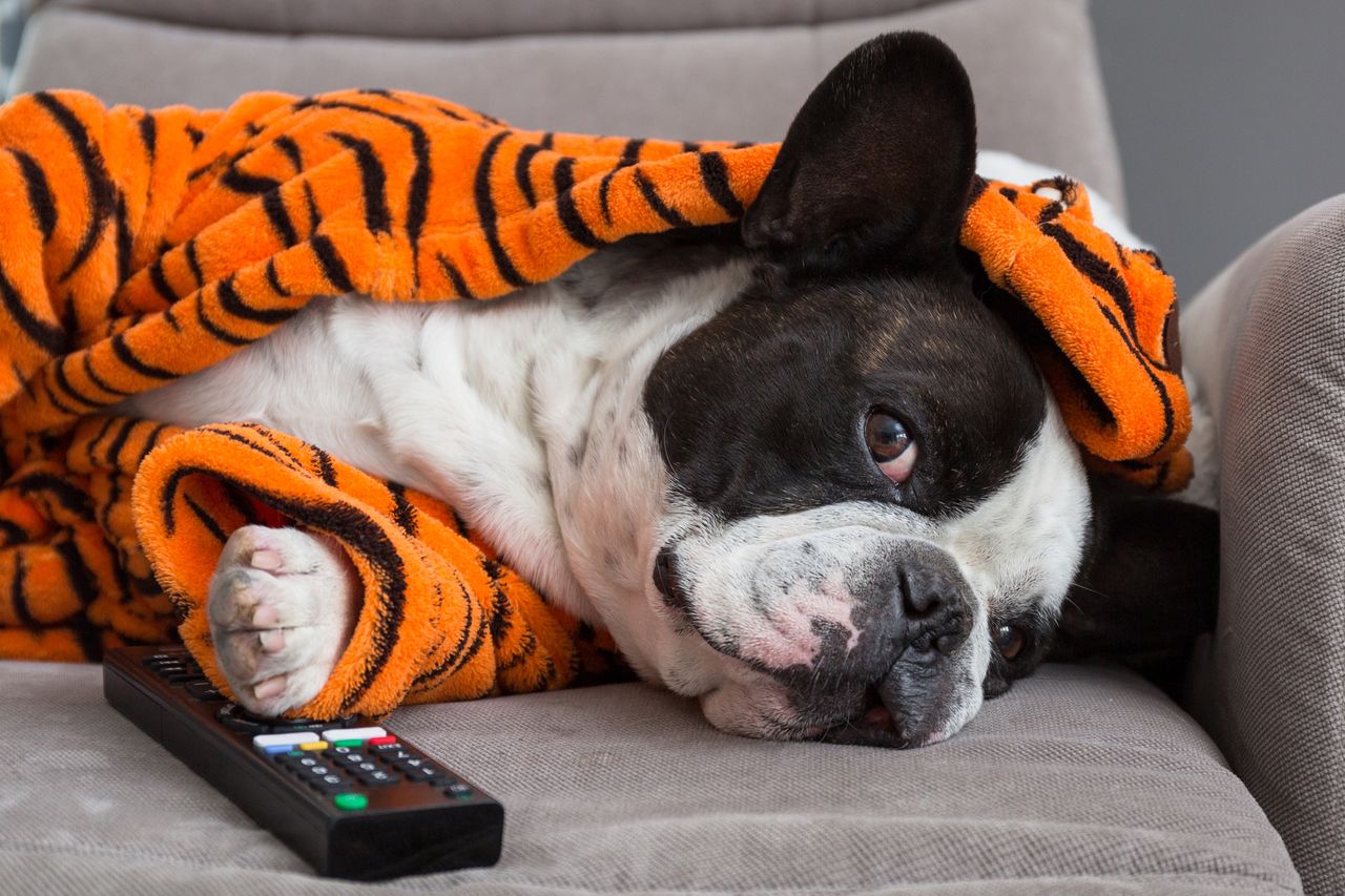 A dog watching TV.