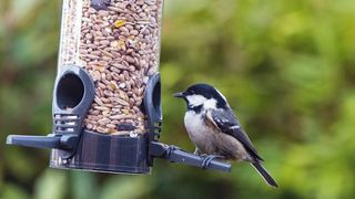 A great tit eating nuts from the best bird feeder