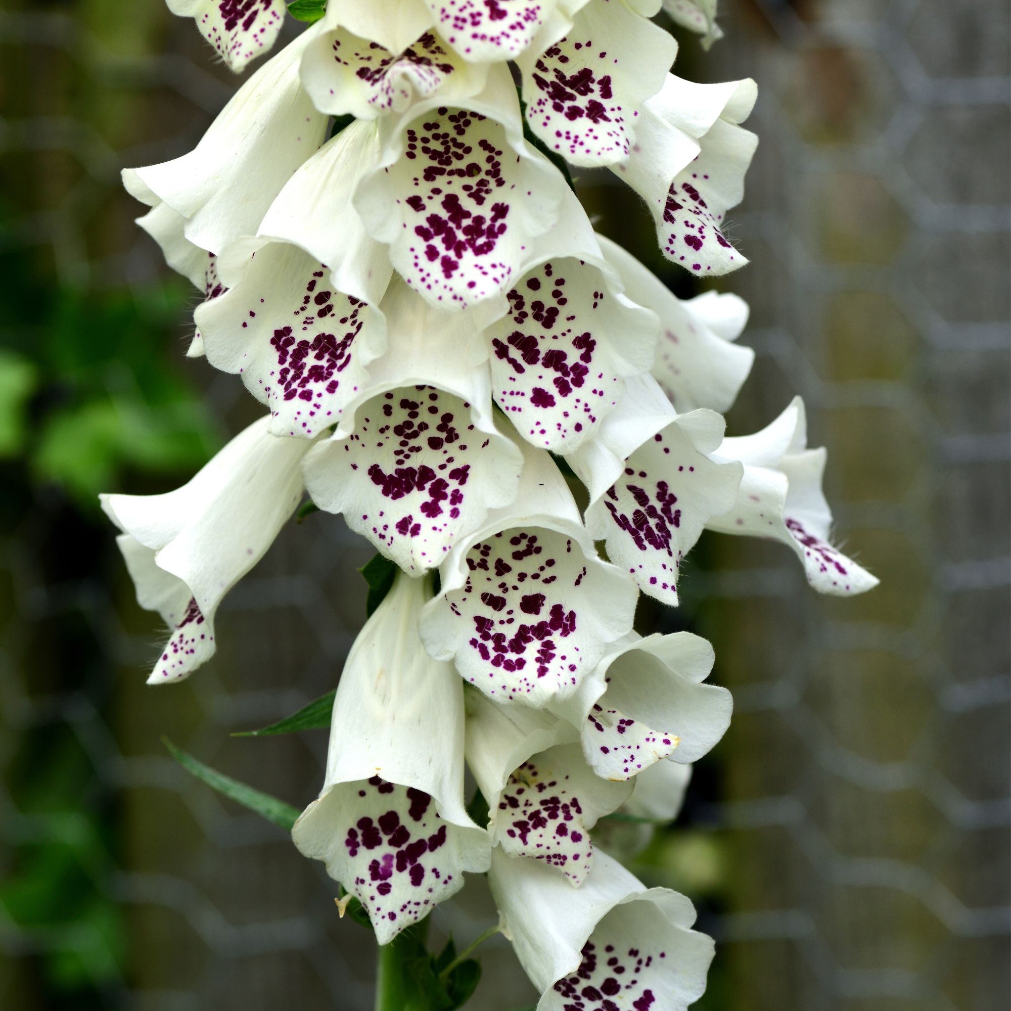Digitalis purpurea foxgloves growing in garden