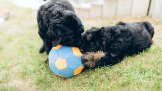 two puppies play together with a ball on the grass