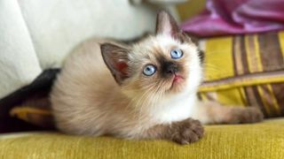 Siamese kitten