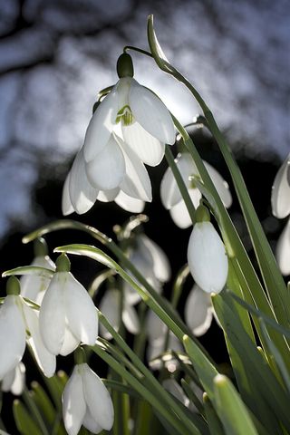 snowdrops