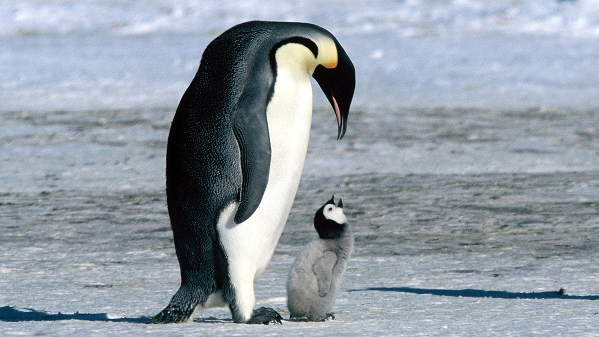 Some penguins from March of the Penguins