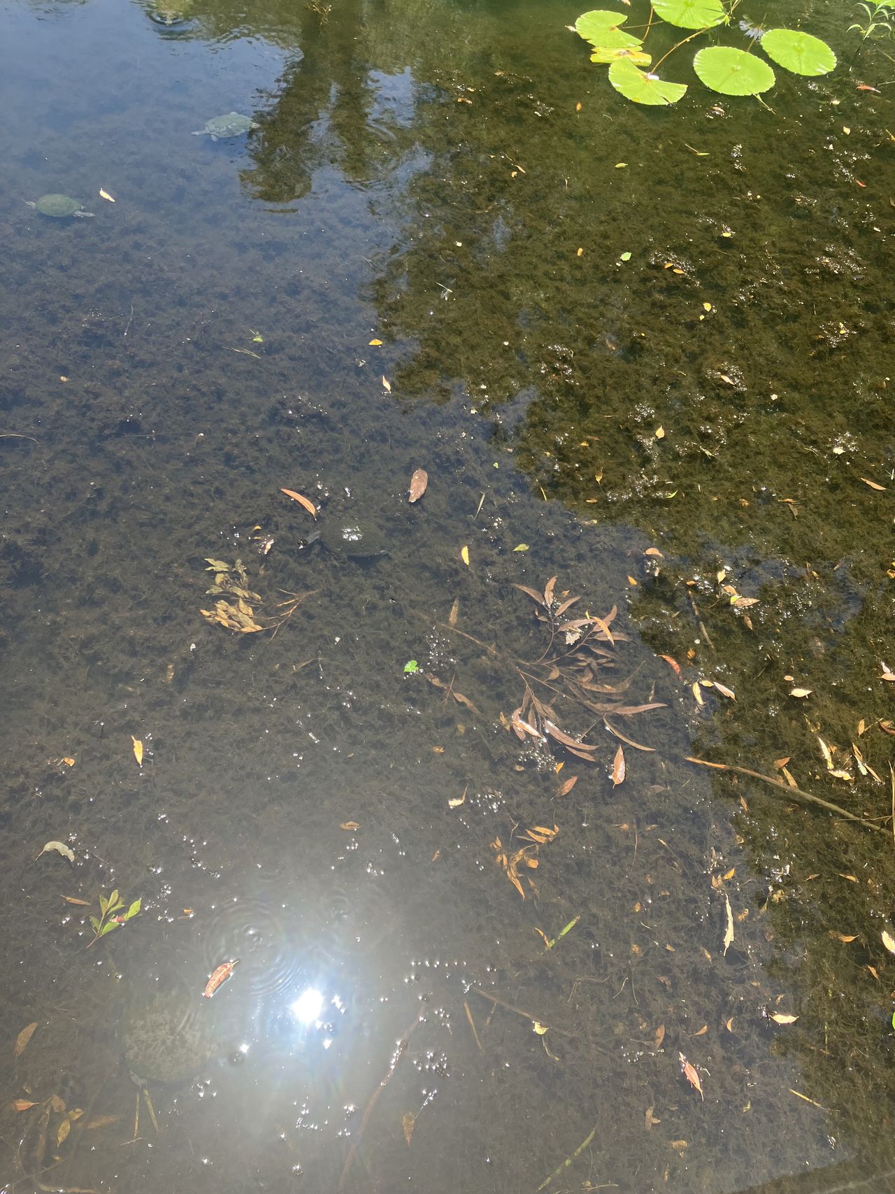 GuruShots - Nature March 2026