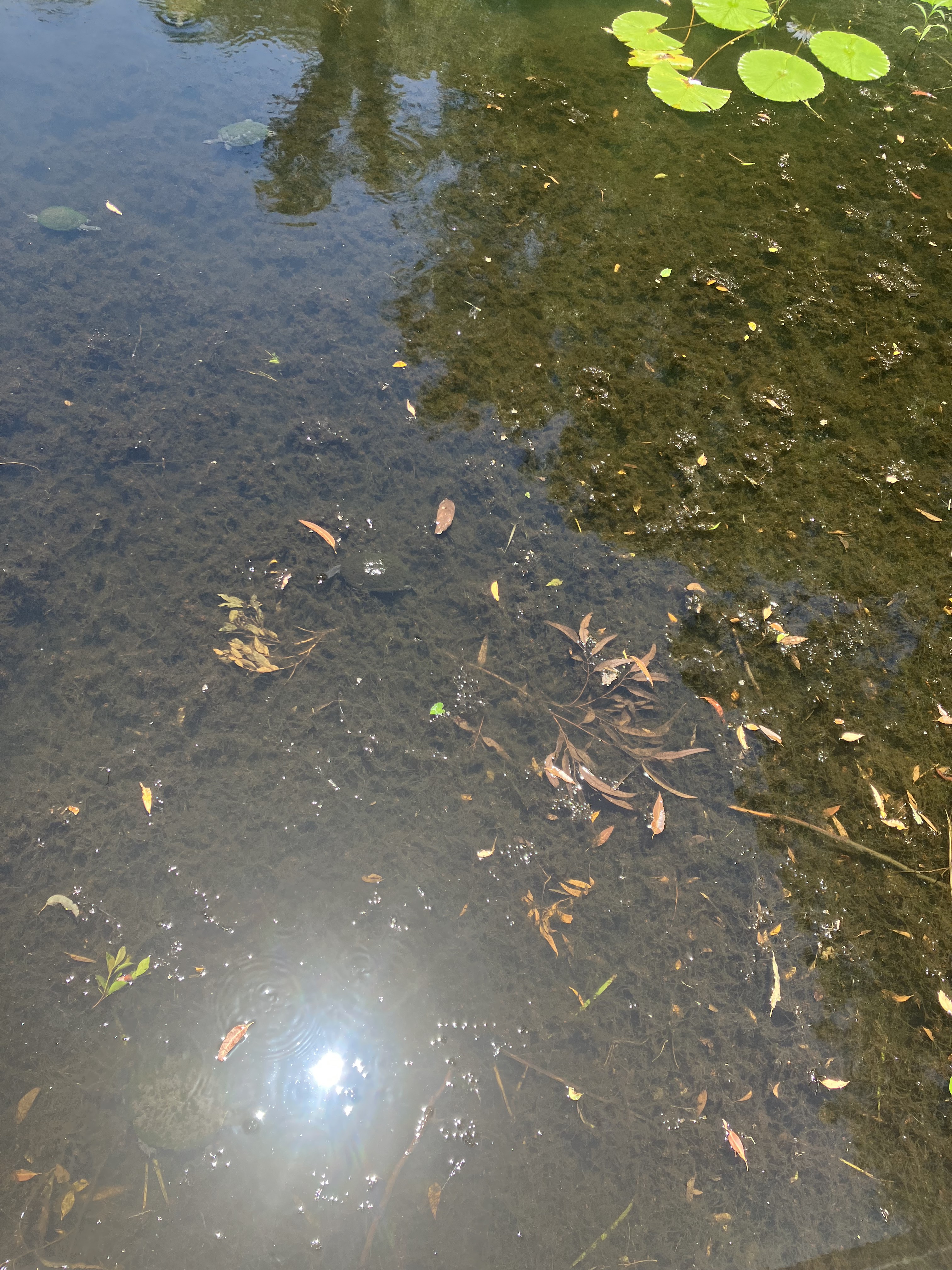 GuruShots - Nature March 2026