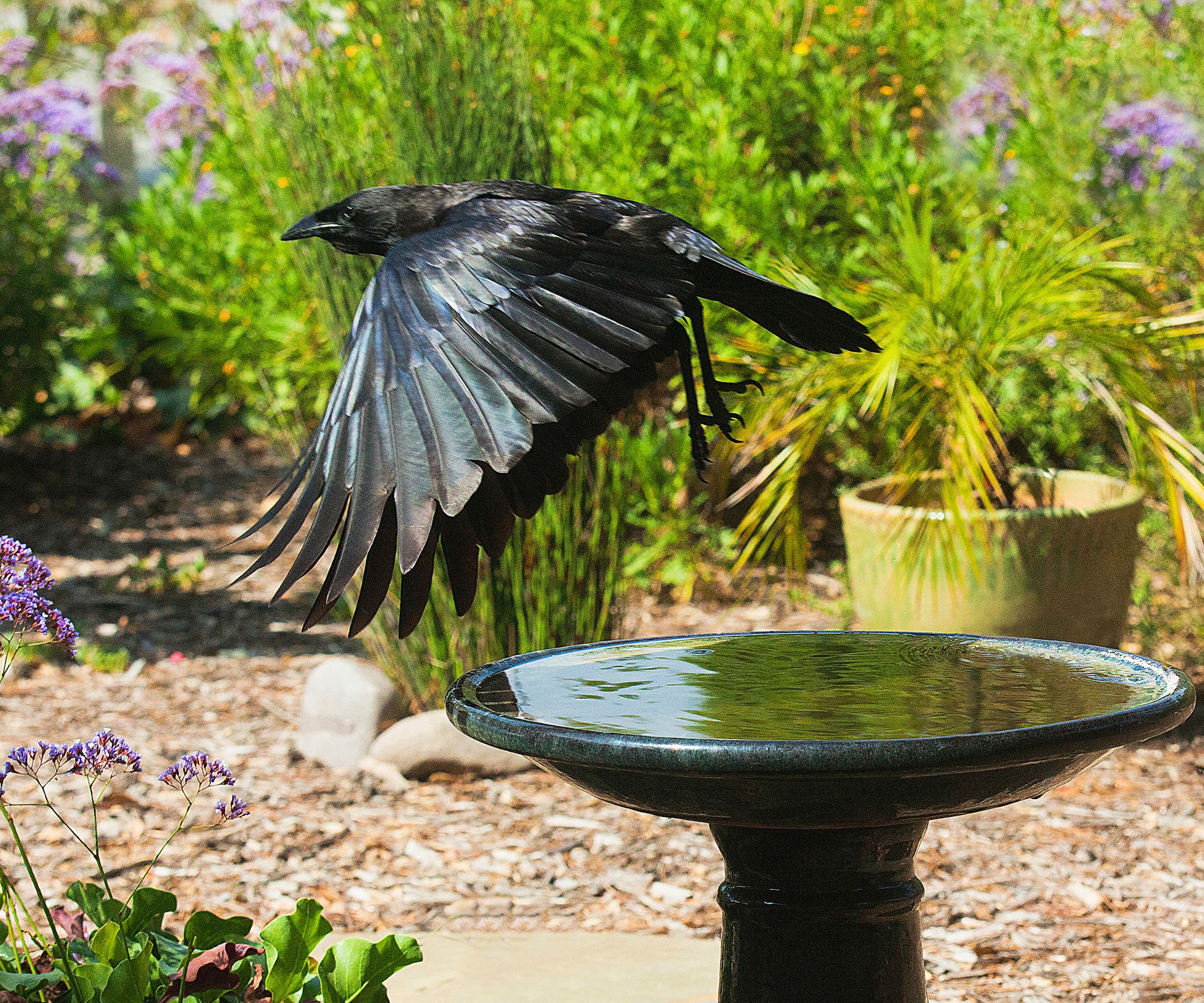 Raven in graceful flight after drinking in a flower garden birdbath