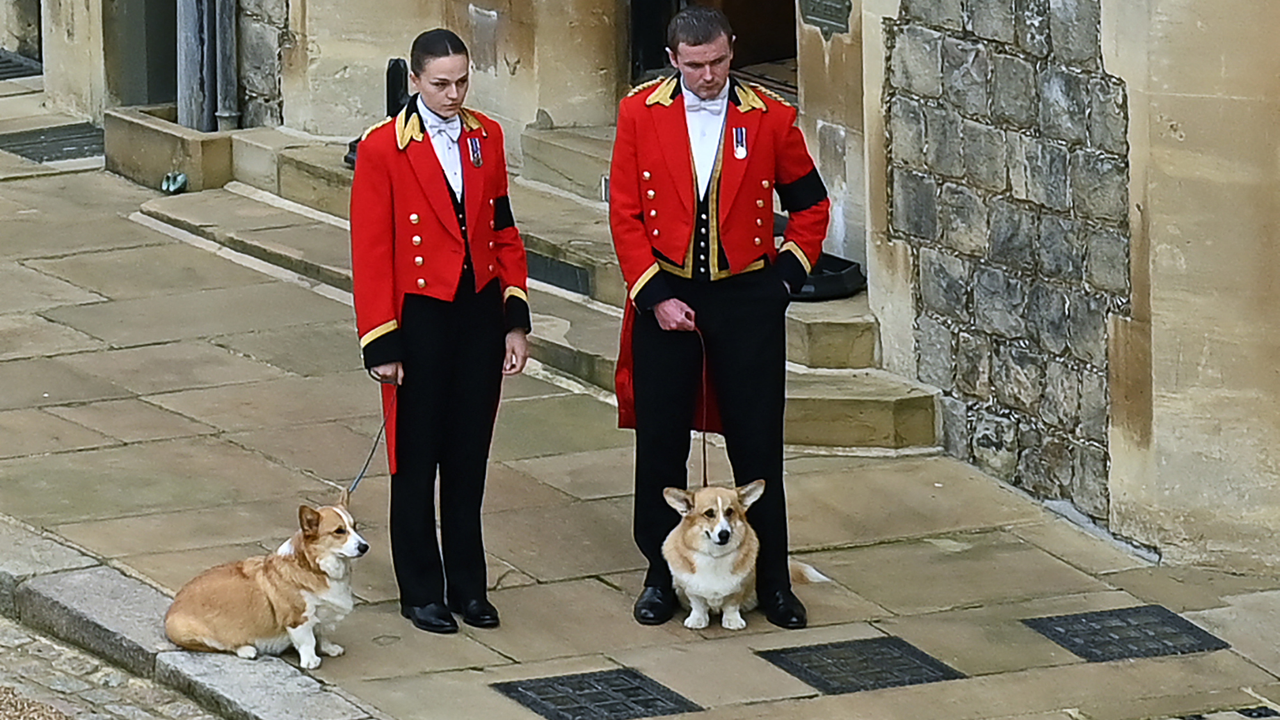 The Queen&#039;s corgis, Muick and Sandy are walked inside Windsor Castle on September 19, 2022, ahead of the Committal Service for Britain&#039;s Queen Elizabeth II. 