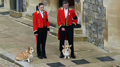 The Queen's corgis, Muick and Sandy are walked inside Windsor Castle on September 19, 2022, ahead of the Committal Service for Britain's Queen Elizabeth II. 