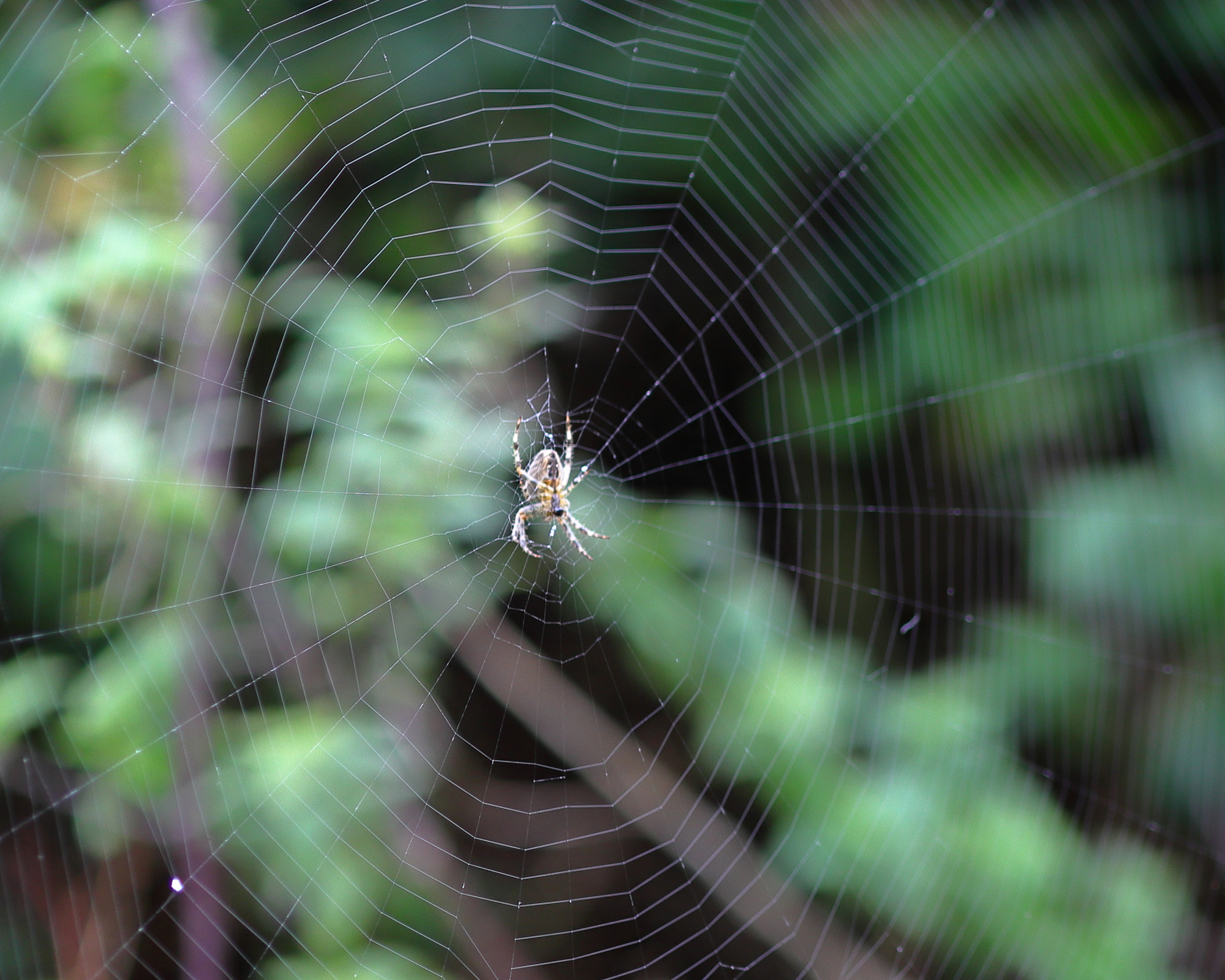 Orb weaver spider rests at the center of its intricately woven web, framed by green leaves and blurred branches