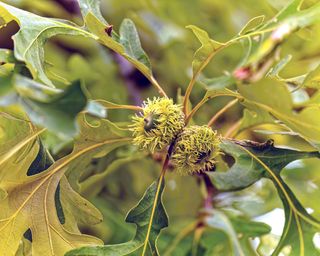 Bur oak tree Quercus macrocarpa