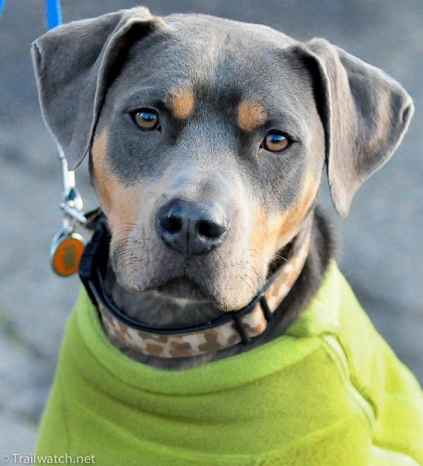 Ryan Trebon's dog Fred.
