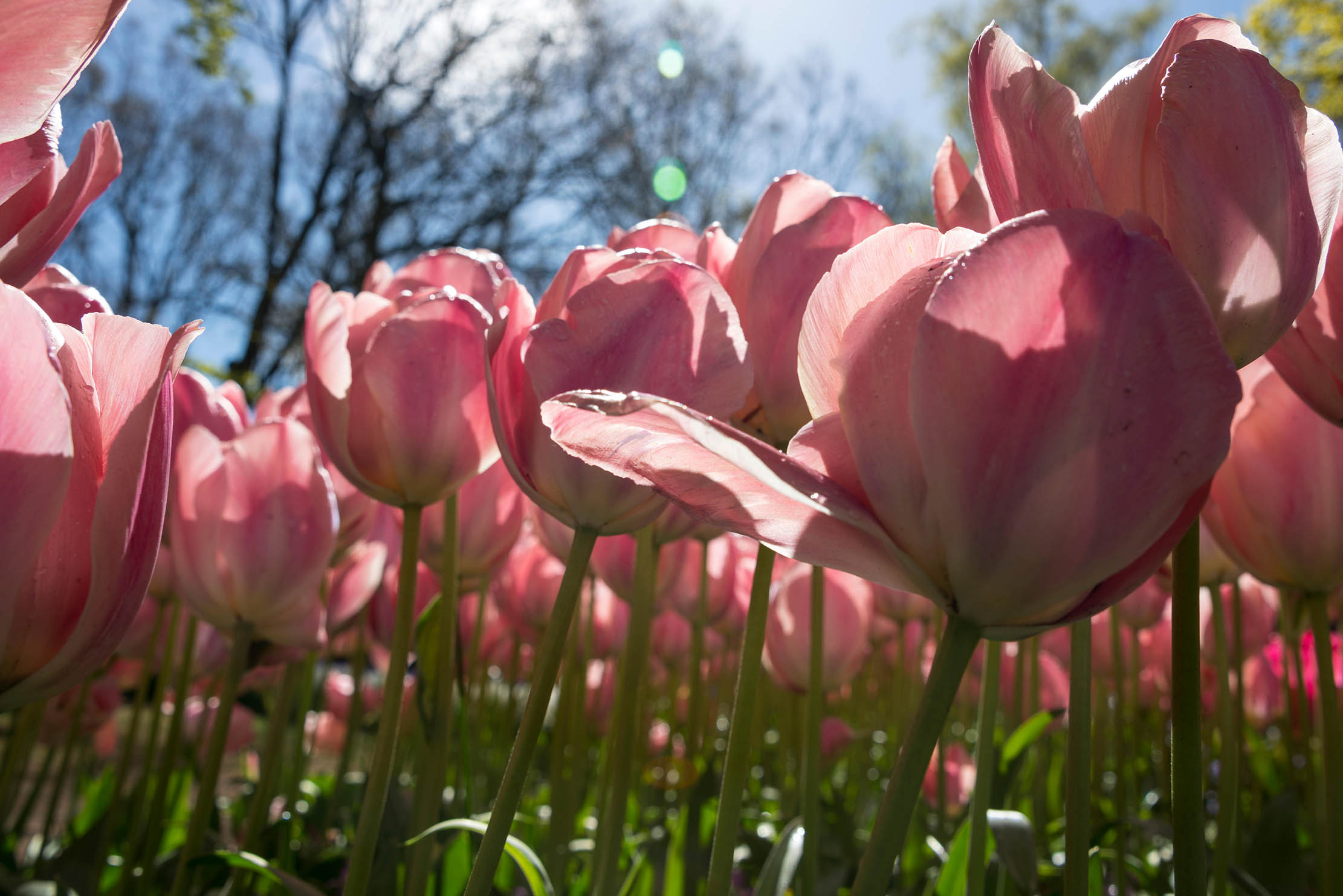 Mystic van Eijk tulips have drawn more comments than any other variety for Alan.