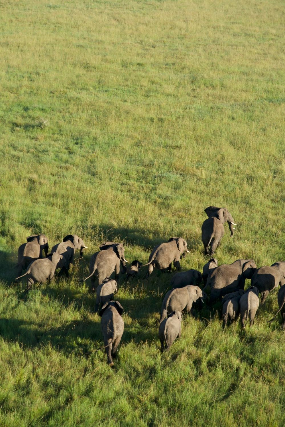 Serengeti Balloons Safaris