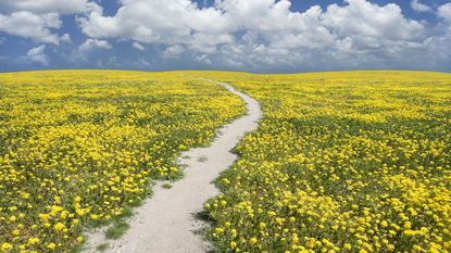 filed of wild flowers for states with no income tax