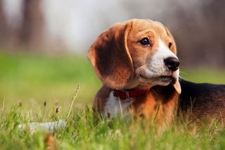 A dog lays down in grass.