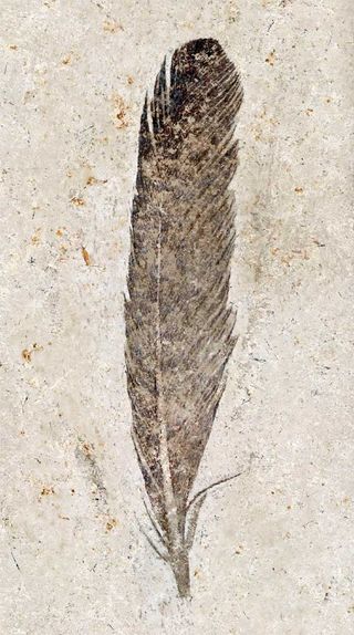 A fossil wing feather unlocked secrets of color and flight potential of the iconic dinosaur Archaeopteryx. Analyses suggest the feather was black, with features identical to those of modern birds.