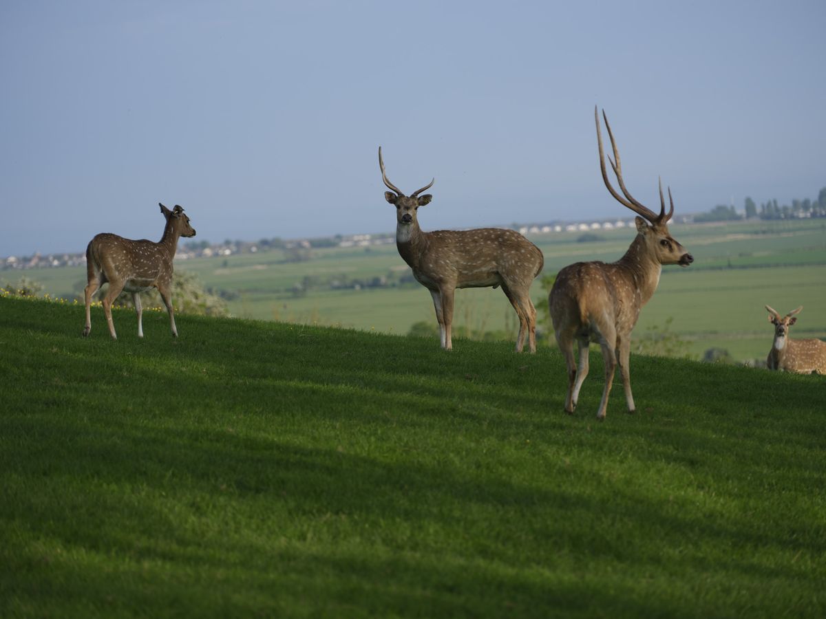 Wildlife photos taken with the Fujifilm GFX100S II