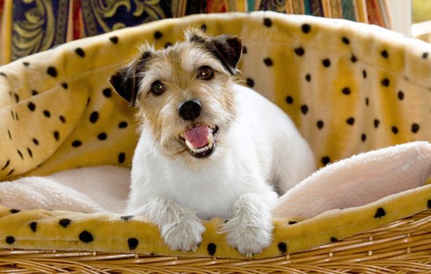 Jack Russell terrier