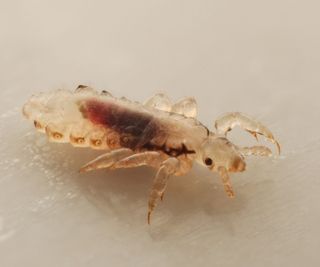 A lice bug close up