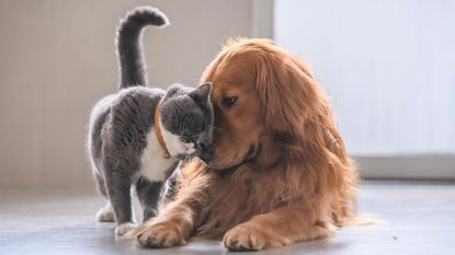 A gray cat nuzzles the face of a golden retriever.