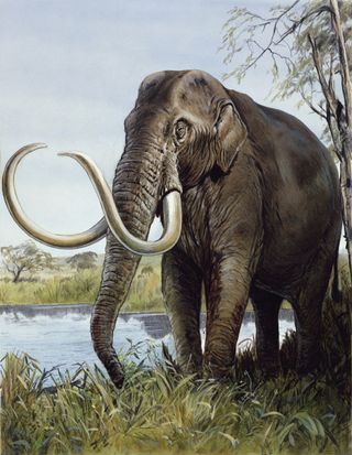 The Columbian mammoth (Mammuthus columbi) lived in North America during the Pleistocene.