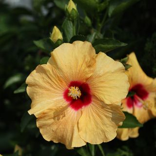 Hibiscus plant with yellow flowers