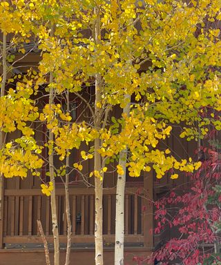 quaking aspen tree in fall