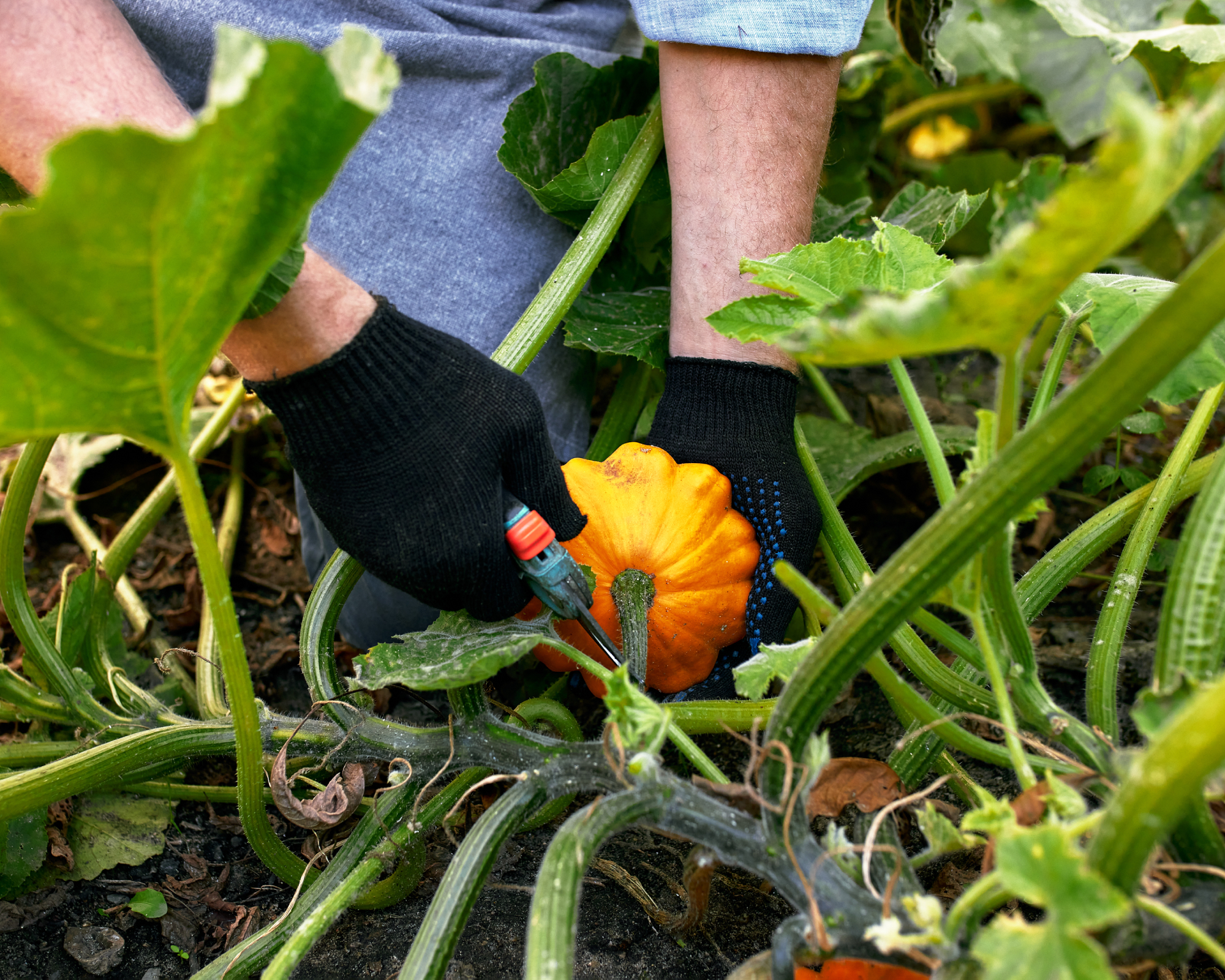 man harvesting small pumpkin