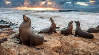 Sea lions at La Jolla beach, California, USA