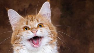 Ginger and white fluffy cat smiling