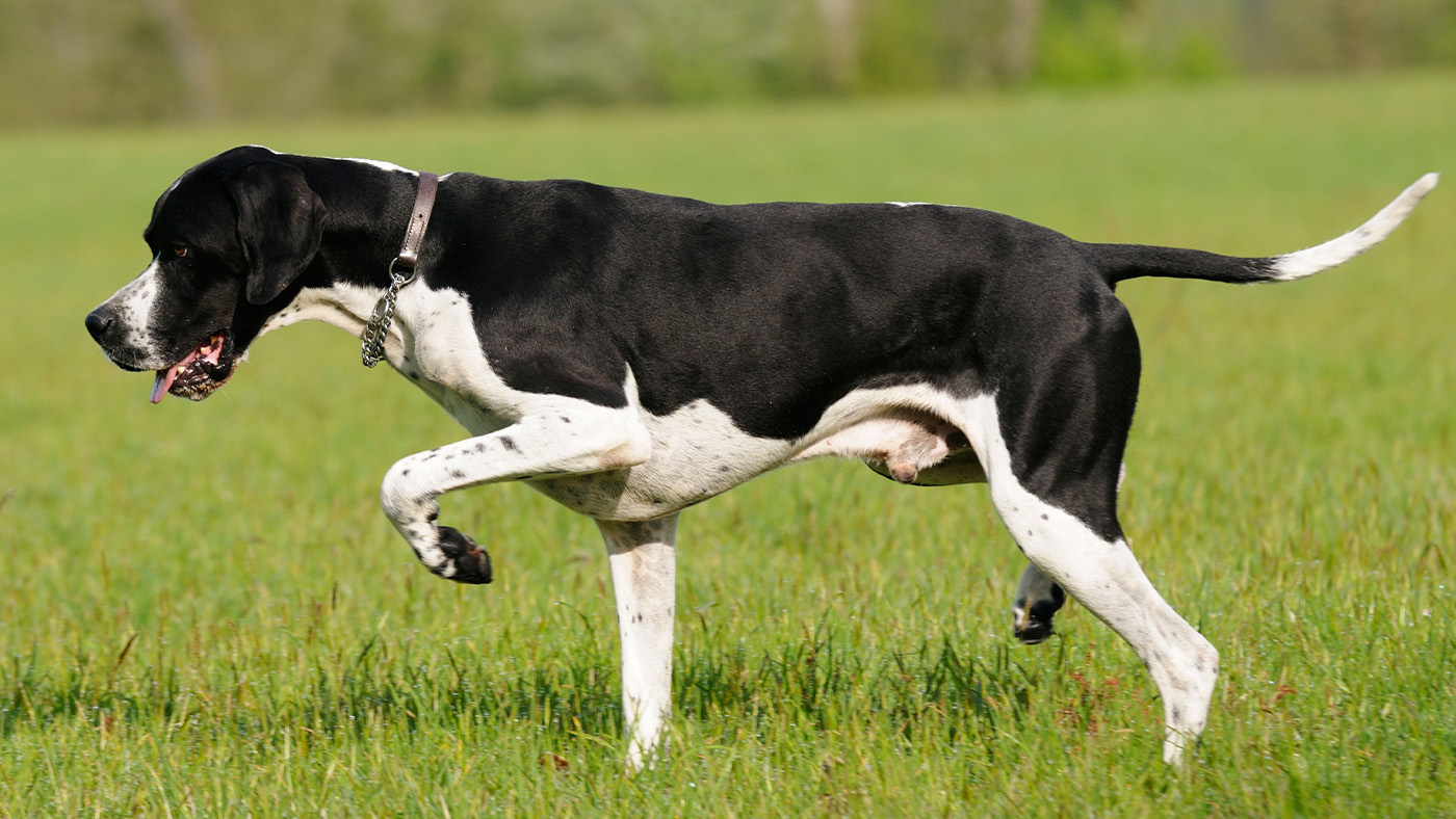 English Pointer on point