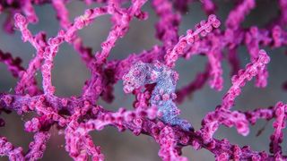 A pygmy sea horse in front of a purple, bobbly coral.