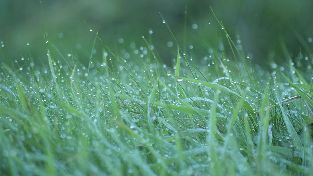 5 reasons why you should never mow wet grass, according to an expert