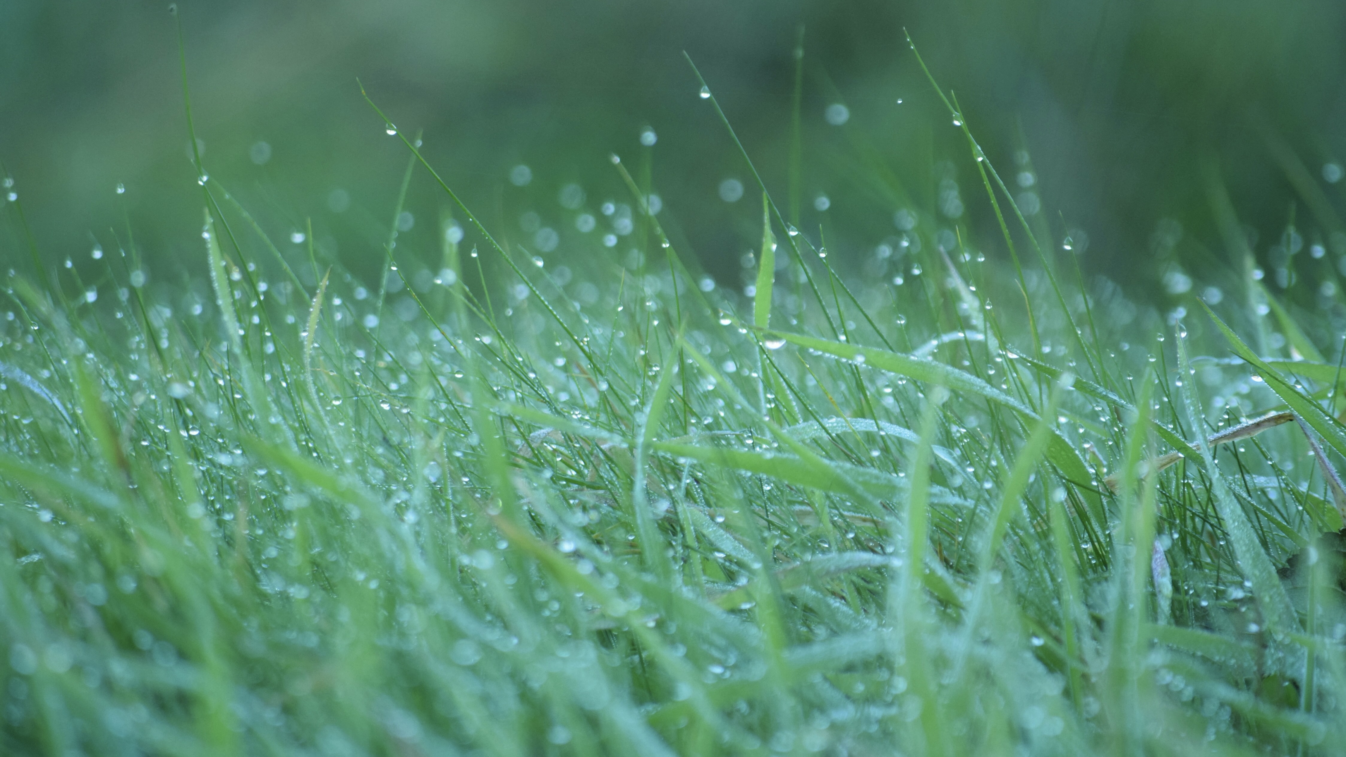 wet grass