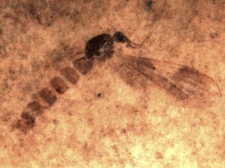 Fossil insect from Canada