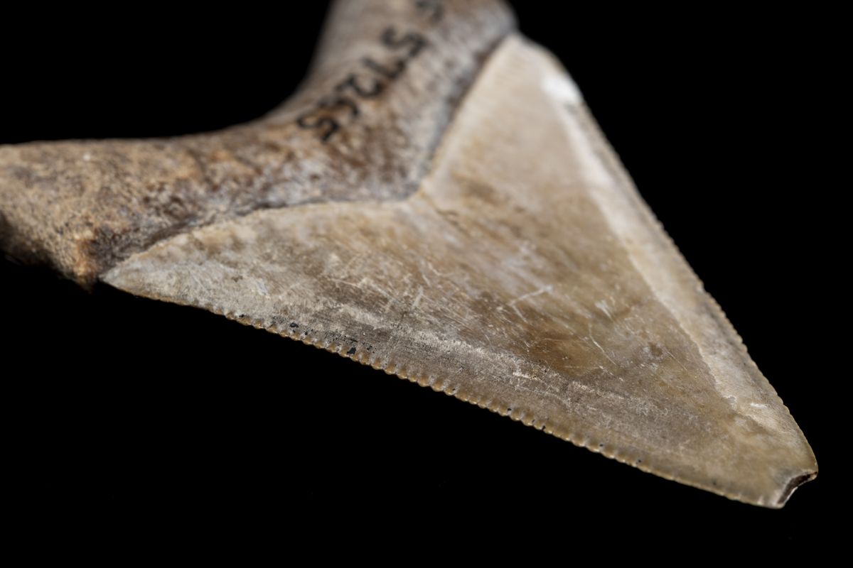 Megalodons had knife-like teeth that were perfect for cutting into fleshy prey.