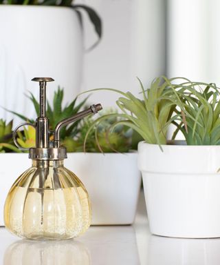 A yellow misting bottle besides a house plant collection