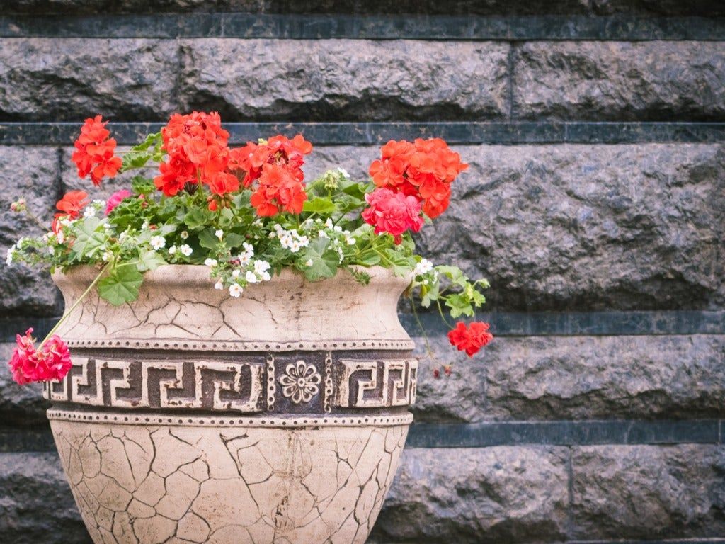 Lantana Plant In Ceramic Pot