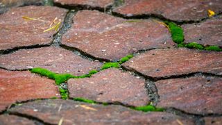 picture of brick patio with moss growing in the cement