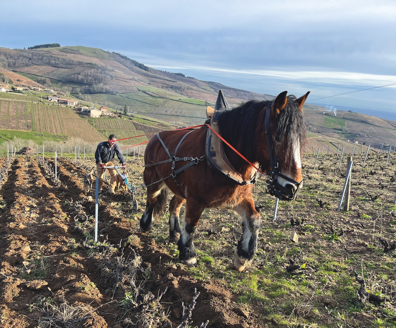 horse ploughing the vineyard