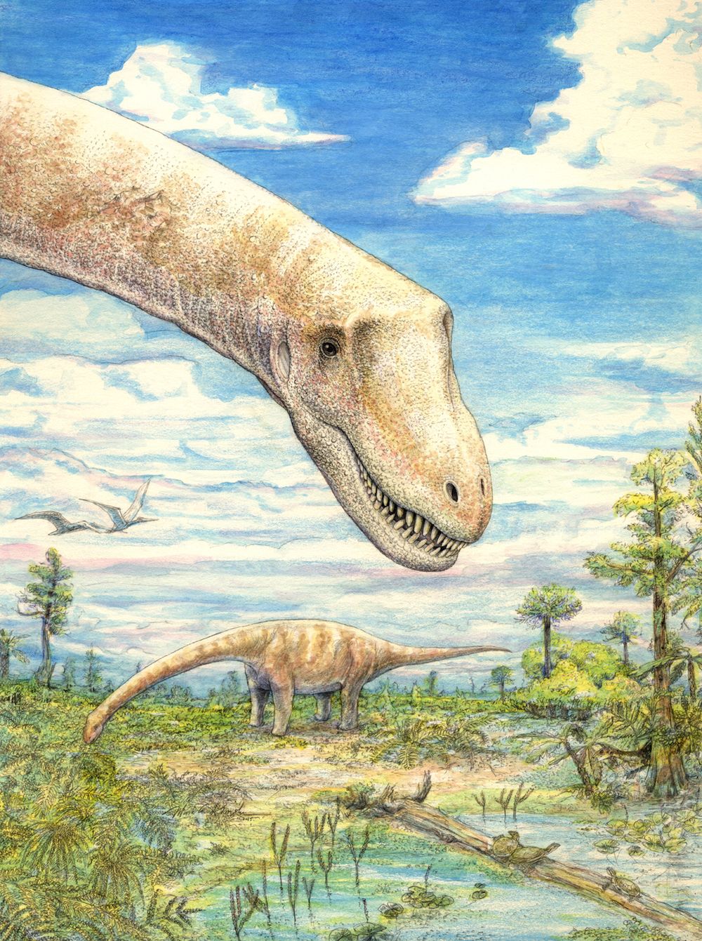 how sarmientosaurus musacchioi lived