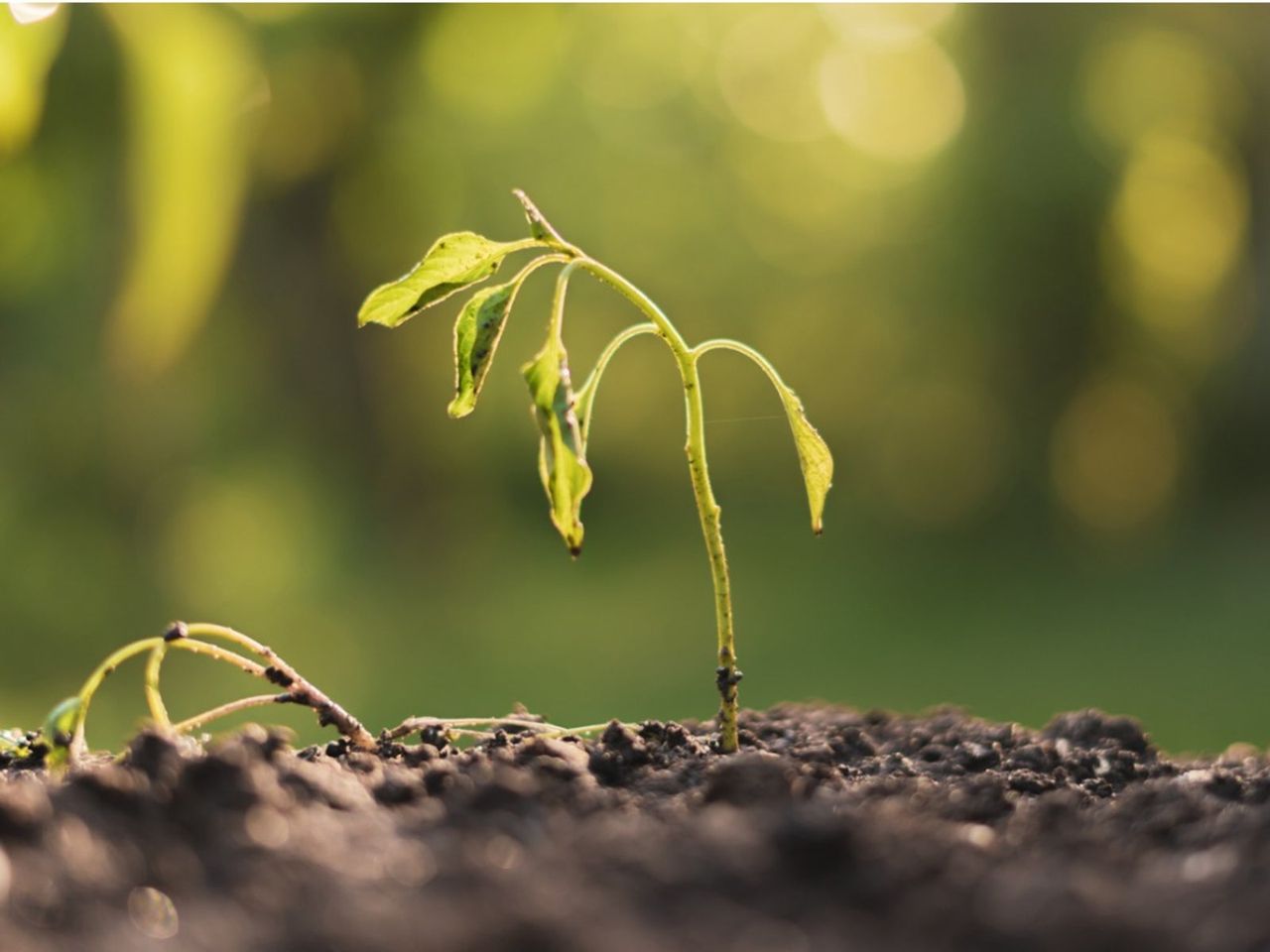 Dying Seedling In Soil