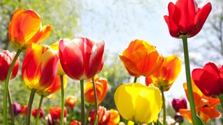 Colourful tulips