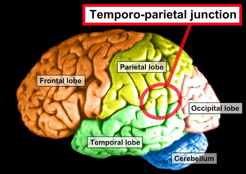 A close up of the brain colored in different areas with different labels.