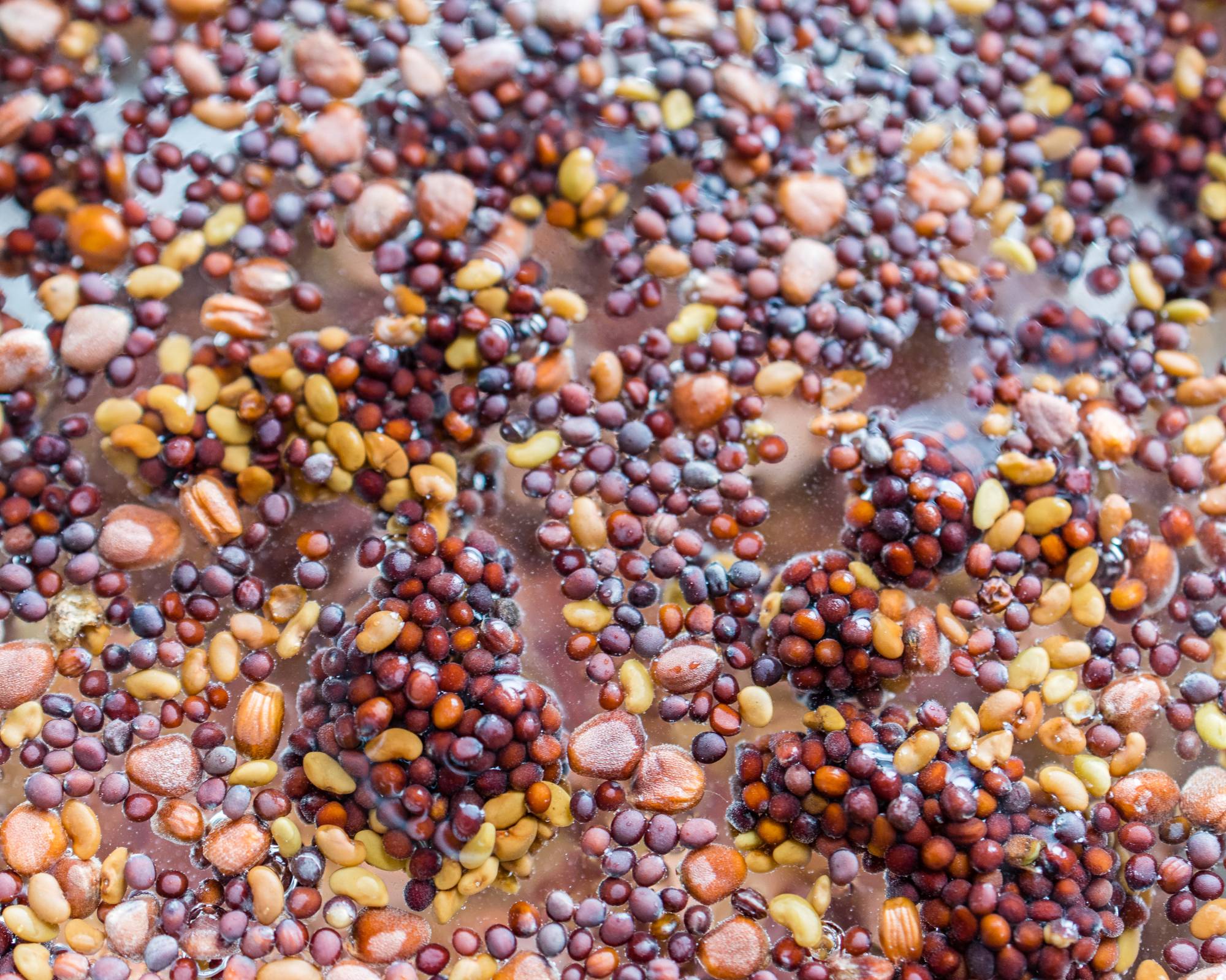 Soaking seeds to stratify them