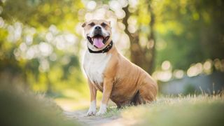 American Staffordshire Terrier in the park