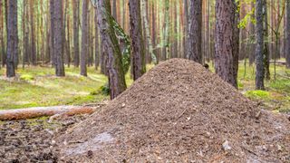 Large anthill on the forest floor of a coniferous forest
