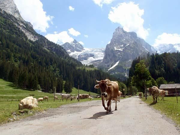 Some four-legged friends were around in the mountains.